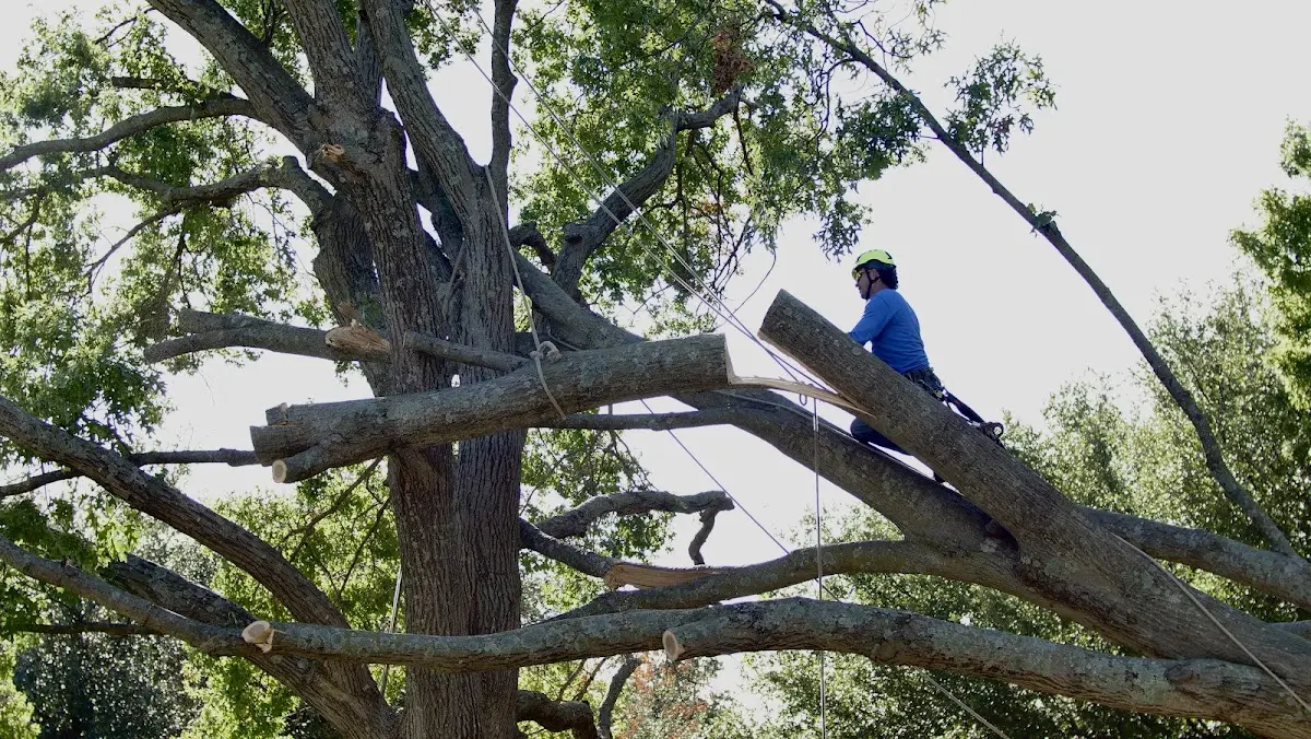 Professional Crown Thinning performed by certified arborists in Galena